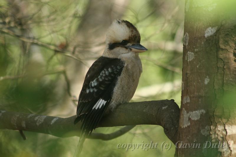 Kookaburra, Tindale Gardens IMG_6905.JPG